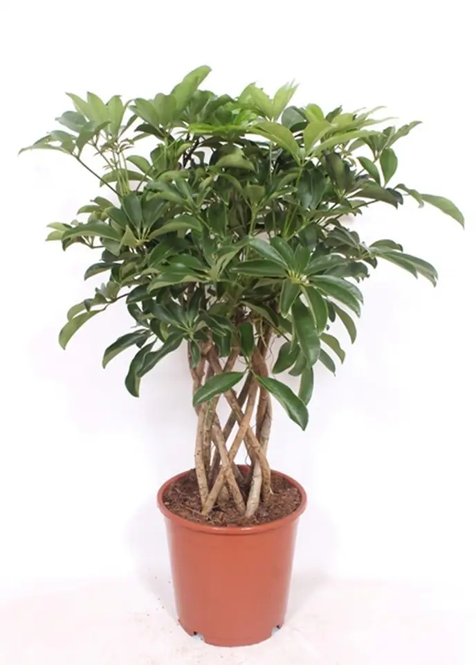 Шефлера D24 H90 - Schefflera Compacta Tube 6pp