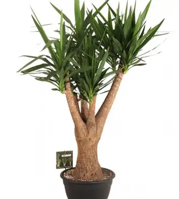 Юка D35 H140 - Yucca elephantipes branched