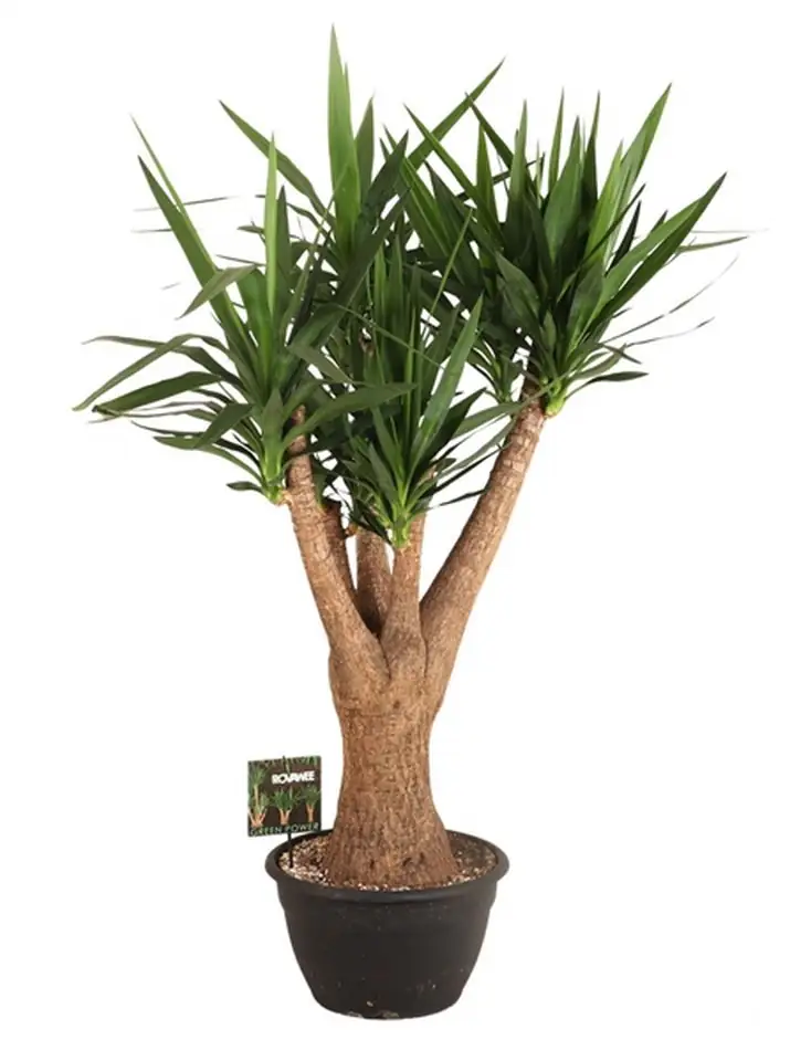 Юка D35 H140 - Yucca elephantipes branched