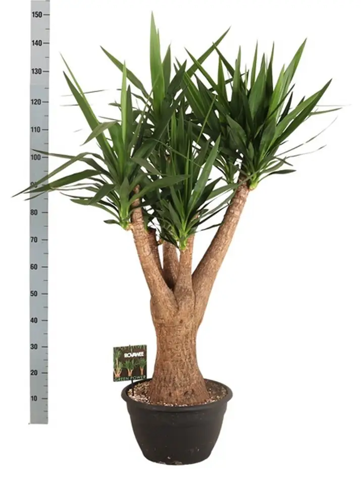Юка D35 H140 - Yucca elephantipes branched - Image 2