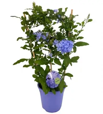 Плумбаго D19 H70 - Plumbago Auriculata