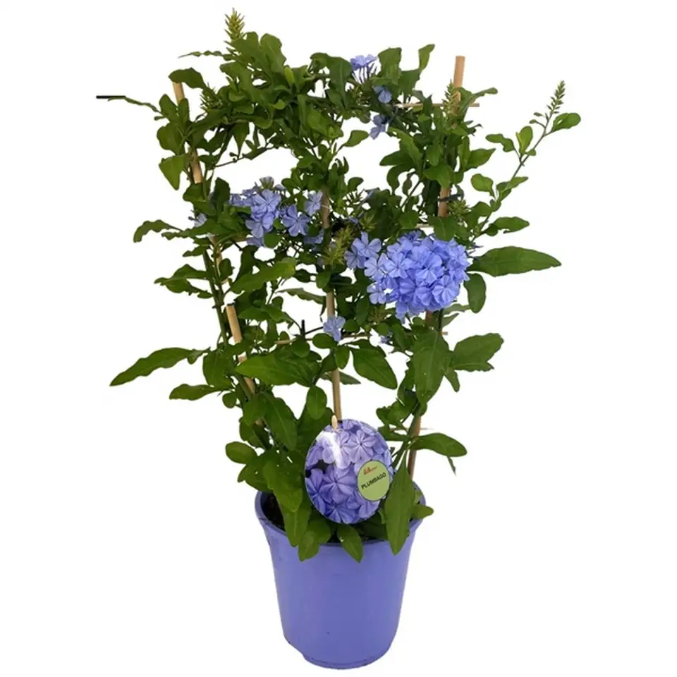 Плумбаго D19 H70 - Plumbago Auriculata