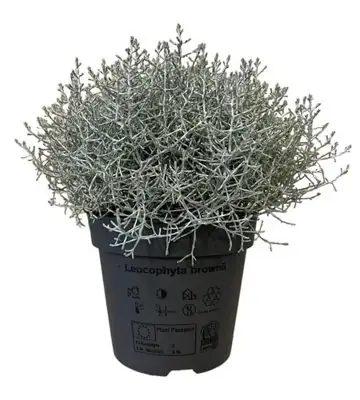 Леукофита D12 H25 - Leucophyta brownii