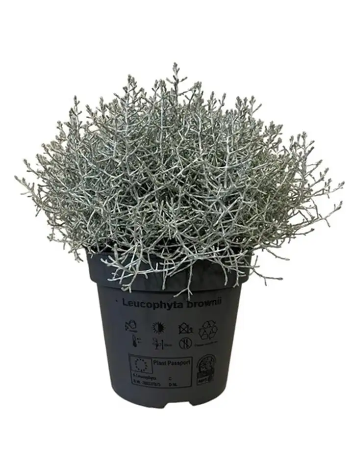 Леукофита D12 H25 - Leucophyta brownii