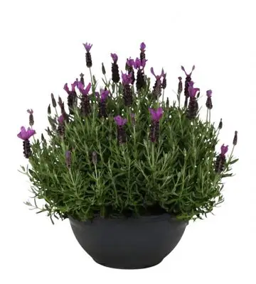 Лавандула D30 H35 - Lavandula stoechas Anouk