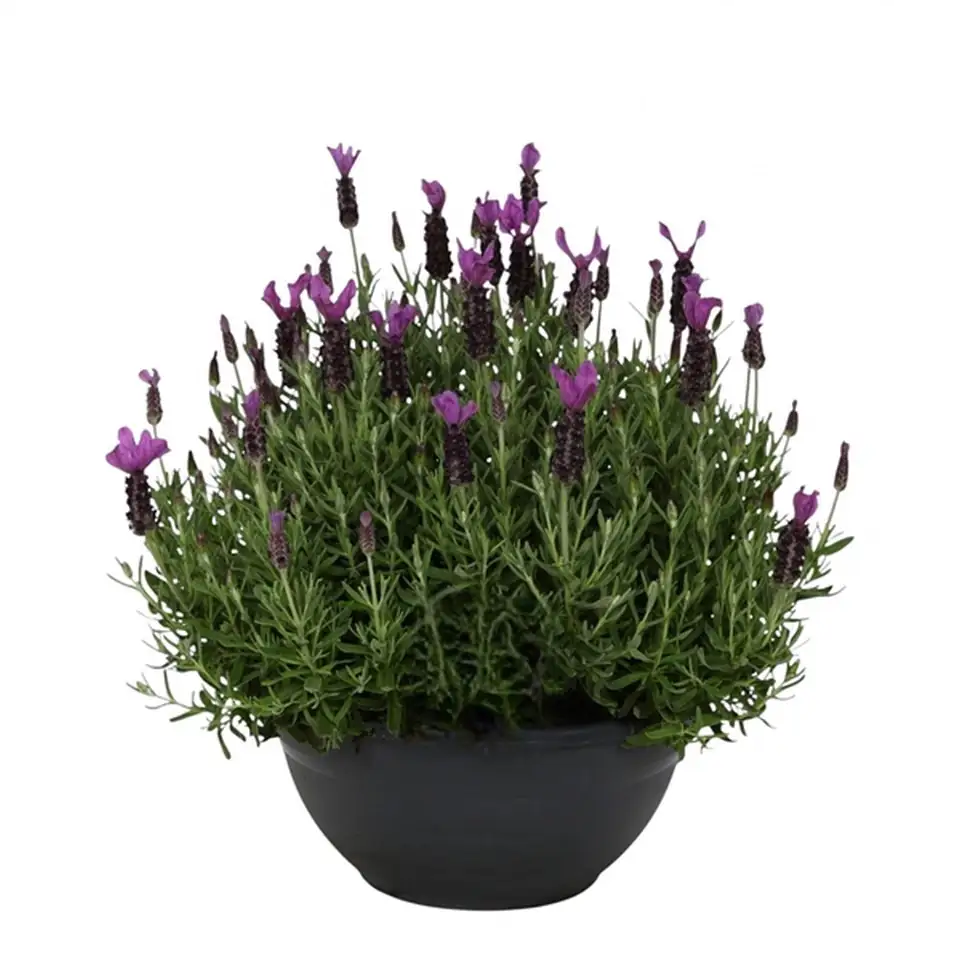 Лавандула D30 H35 - Lavandula stoechas Anouk