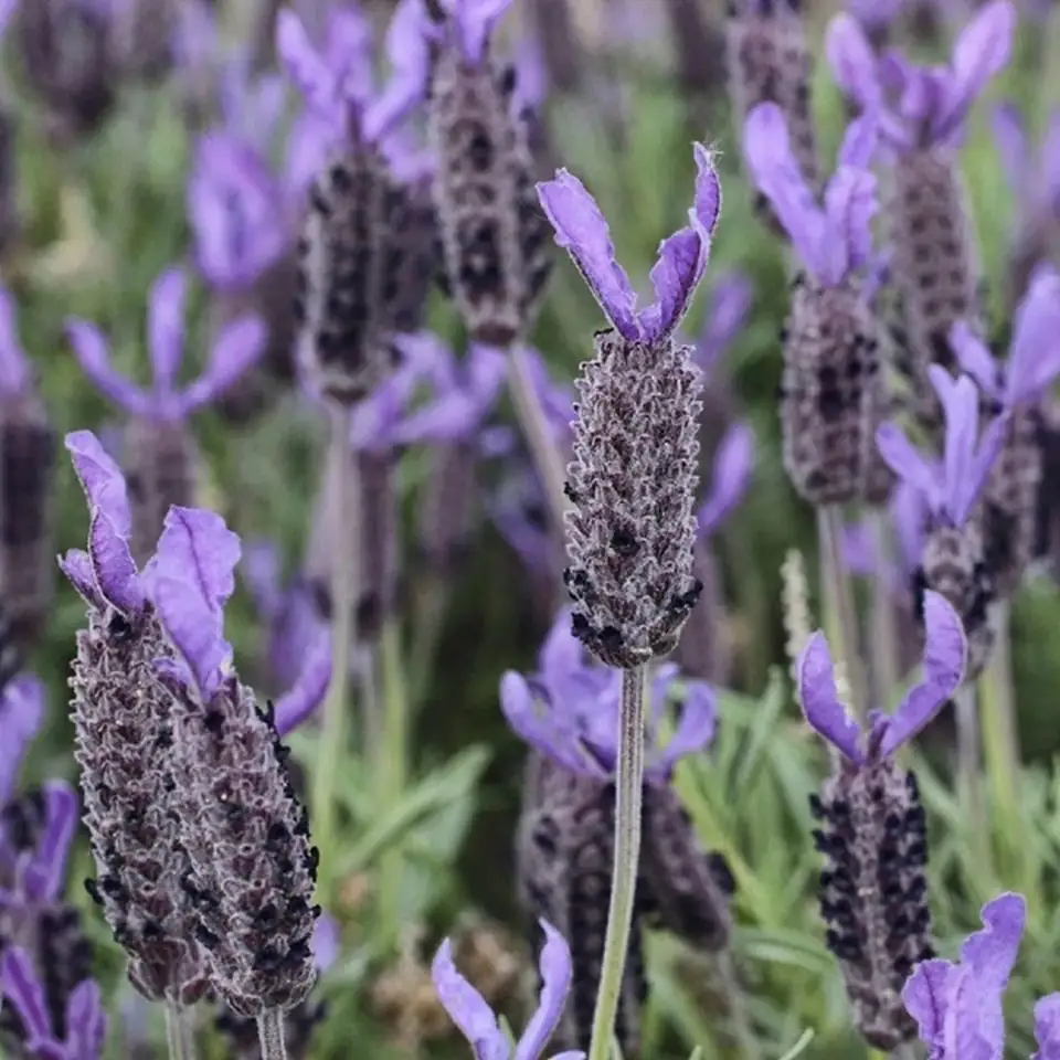 Лавандула D30 H35 - Lavandula stoechas Anouk - Image 2