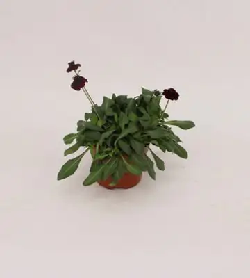 Космос D19 H50 - Cosmos Hot Chocolate