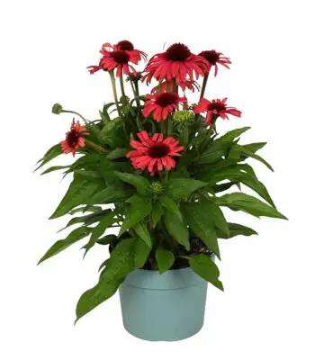 НАЧАЛО 7 Ехинацея D19 H50 - Echinacea purpurea Devotion
