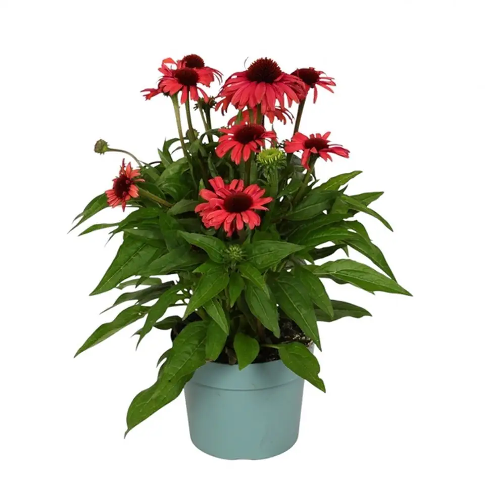 Ехинацея D19 H50 - Echinacea purpurea Devotion