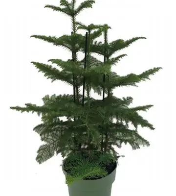 Араукария D27 H80 - Araucaria Heterophylla