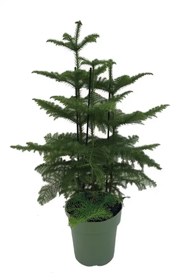 Араукария D27 H80 - Araucaria Heterophylla