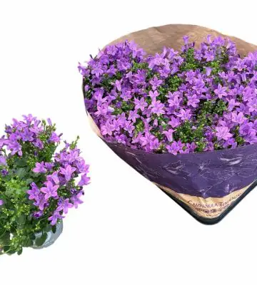 Кампанула D10 H20 - Campanula Blueone