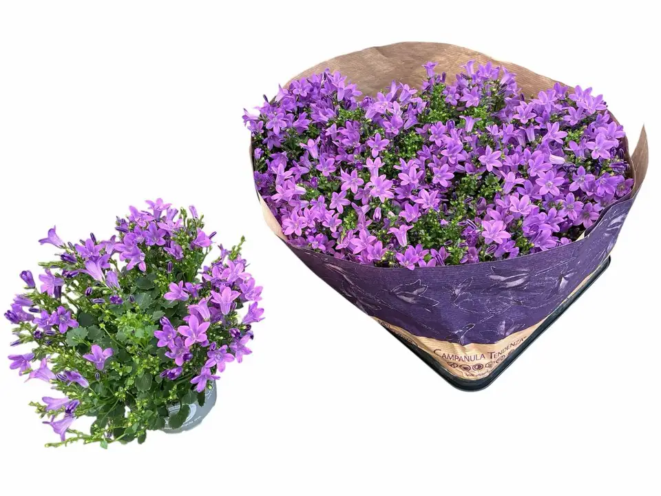 Кампанула D10 H20 - Campanula Blueone