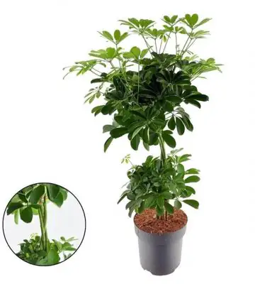 Шефлера D24 H80 - Schefflera Nora duo ball