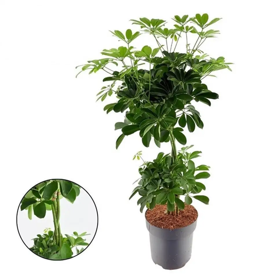 Шефлера D24 H80 - Schefflera Nora duo ball