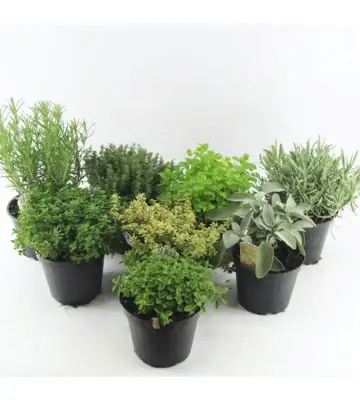 Билки D12 H25 - Herb mix