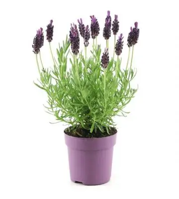 Лавандула D10 H20 - Lavandula stoechas Anouk
