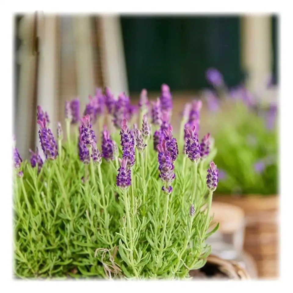 Лавандула D10 H20 - Lavandula stoechas Anouk - Image 2