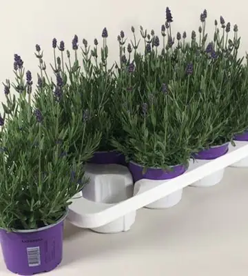 Лавандула D14 H20 - Lavandula Hidcote