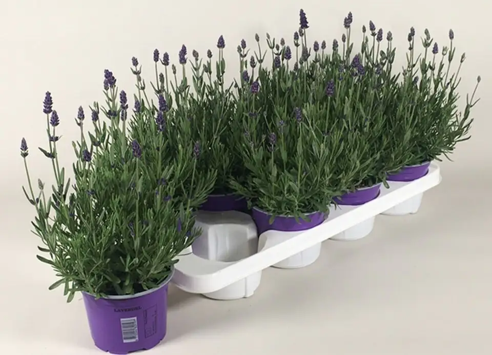 Лавандула D14 H20 - Lavandula Hidcote