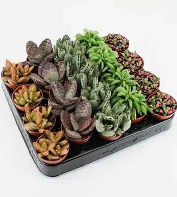 Сукулент D5.5 H10 - Succulent tanz mix