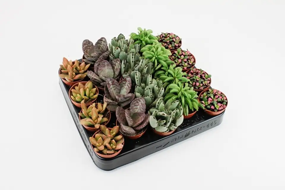 Сукулент D5.5 H10 - Succulent tanz mix