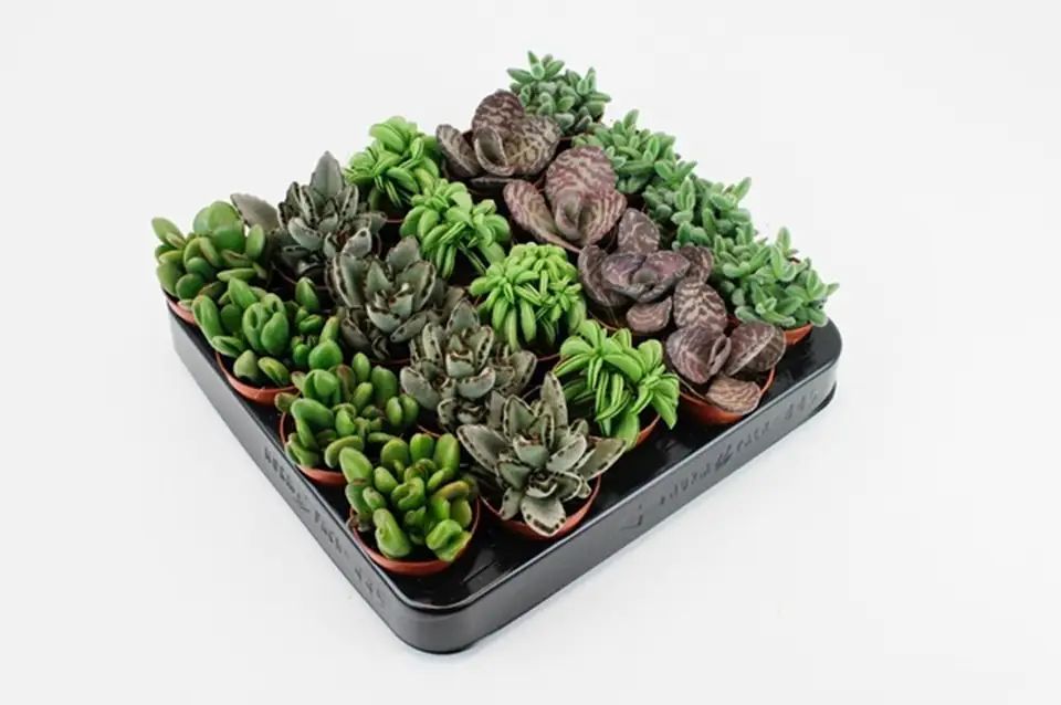 Сукулент D5.5 H10 - Succulent tanz mix - Image 2