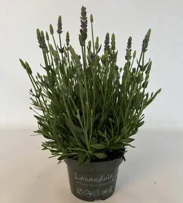 Лавандула D13 H25 - Lavandula Spear Blue