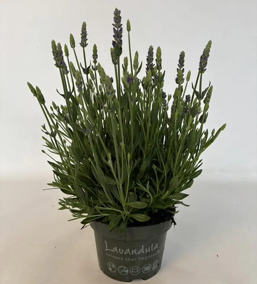 Лавандула D13 H25 - Lavandula Spear Blue