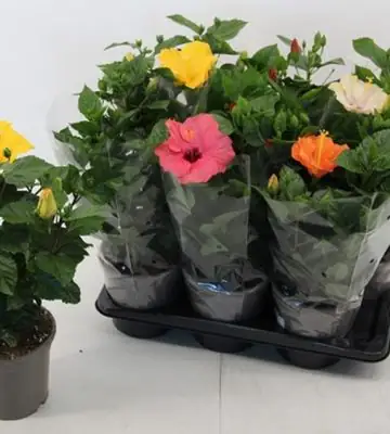 Хибискус D17 H50 - Hibiscus mix