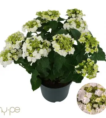 Хортензия D23 H45 - Hydrangea teller Wedding Gown