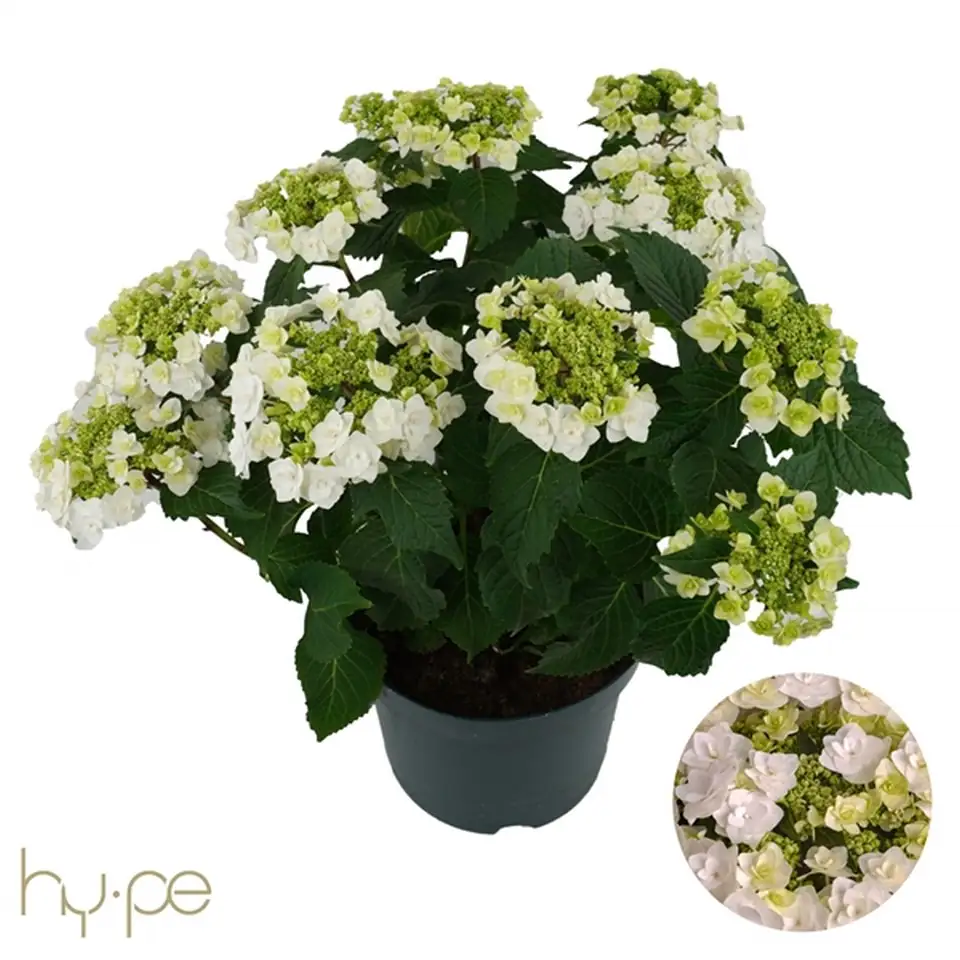 Хортензия D23 H45 - Hydrangea teller Wedding Gown