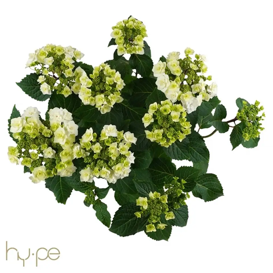 Хортензия D23 H45 - Hydrangea teller Wedding Gown - Image 2