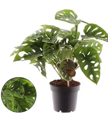 Монстера D11 H25 - Monstera Monkey Mask