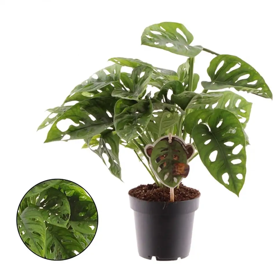 Монстера D11 H25 - Monstera Monkey Mask