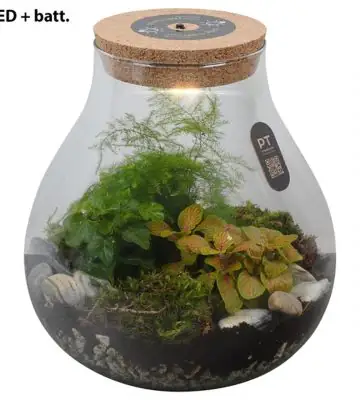Растения в стъклен съд D23 H26 екосистема - Terrarium with LED