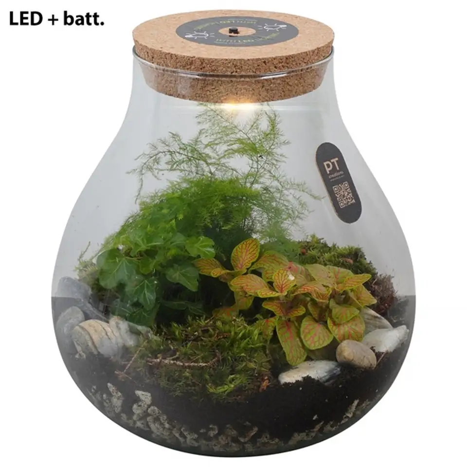 Растения в стъклен съд D23 H26 екосистема - Terrarium with LED