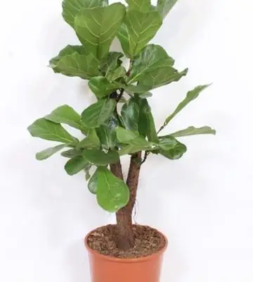 Фикус D30 H140 - Ficus Lyrata