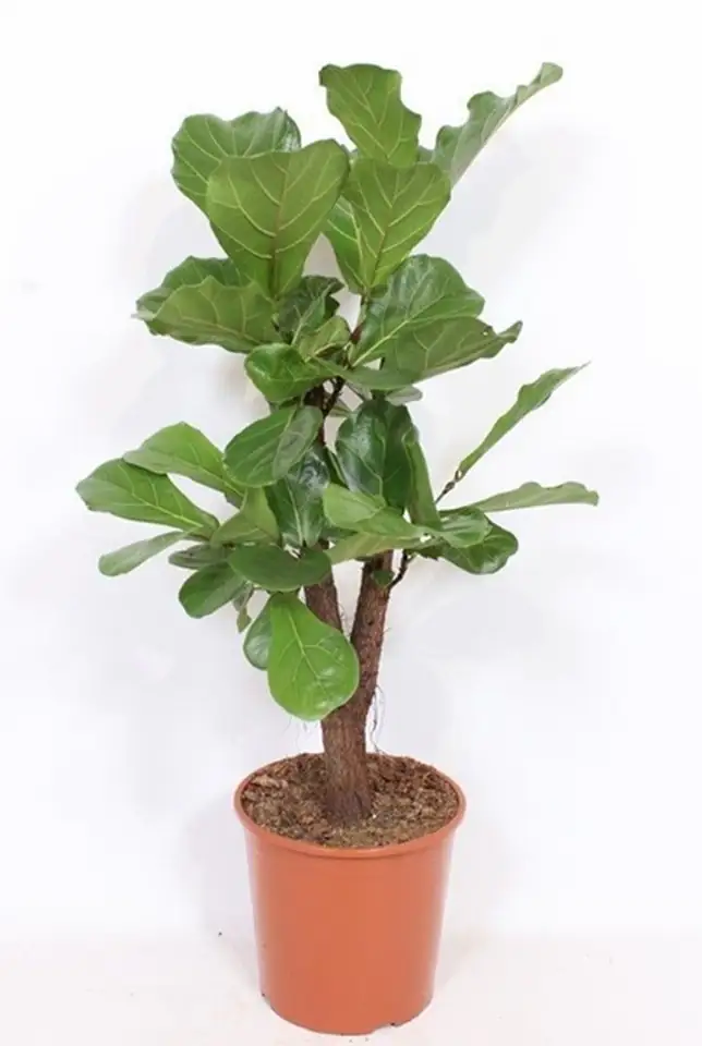 Фикус D30 H140 - Ficus Lyrata