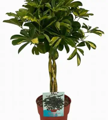 Шефлера D19 H70 - Schefflera Gold Capella 4pp