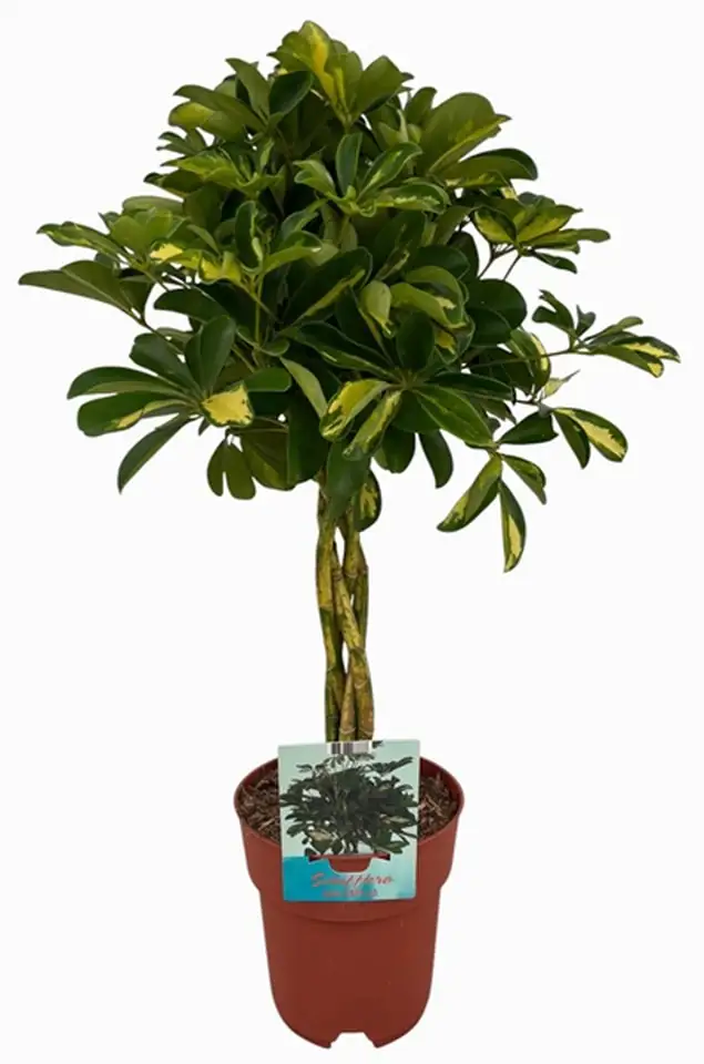Шефлера D19 H70 - Schefflera Gold Capella 4pp