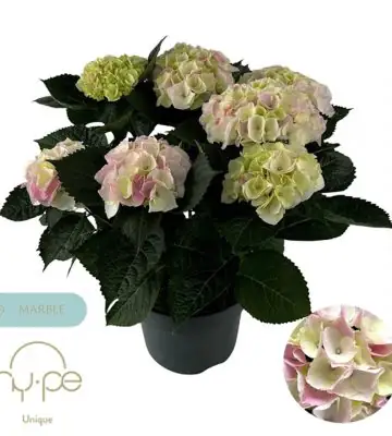 Хортензия D23 H45 - Hydrangea mac Hi Diamond