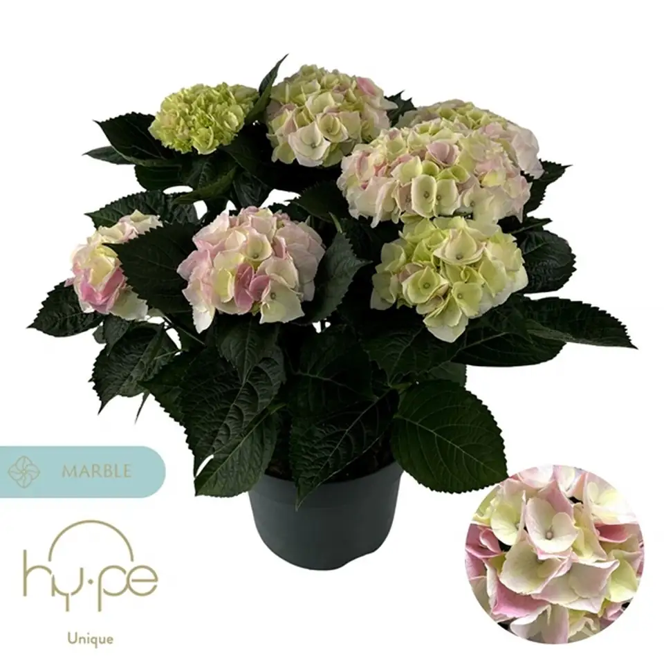 Хортензия D23 H45 - Hydrangea mac Hi Diamond