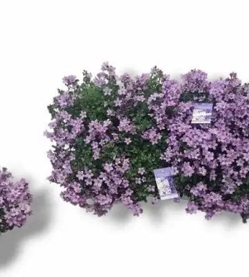 Кампанула D12 H20 - Campanula Portenschlagiana