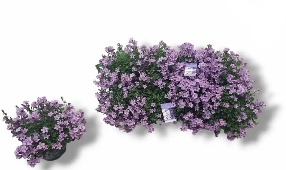 Кампанула D12 H20 - Campanula Portenschlagiana