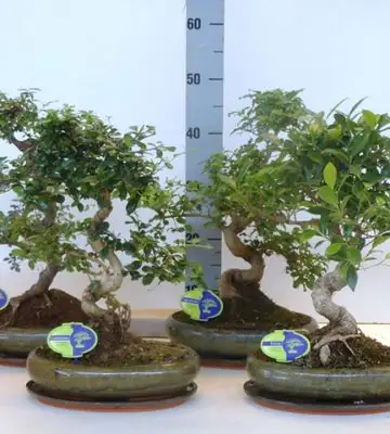 Бонсай D29 H45 - Bonsai mix