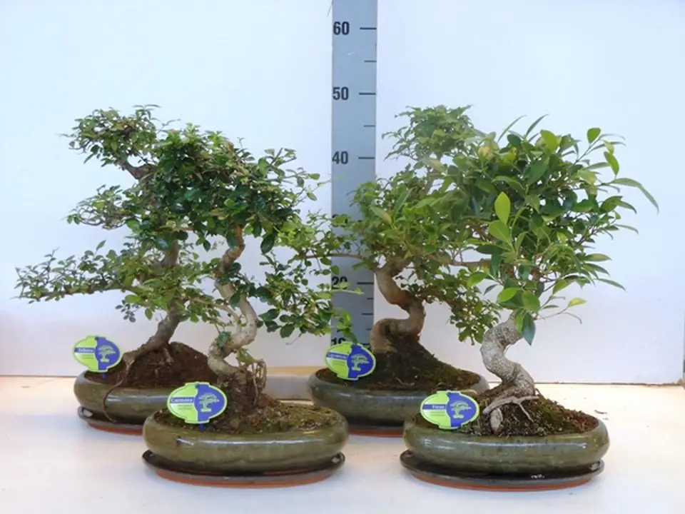Бонсай D29 H45 - Bonsai mix
