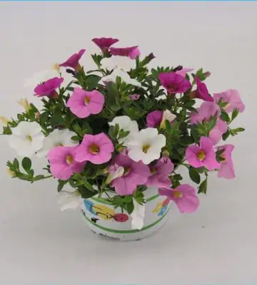 Калибрахоа D13 H15 - Calibrachoa Pink Paradise