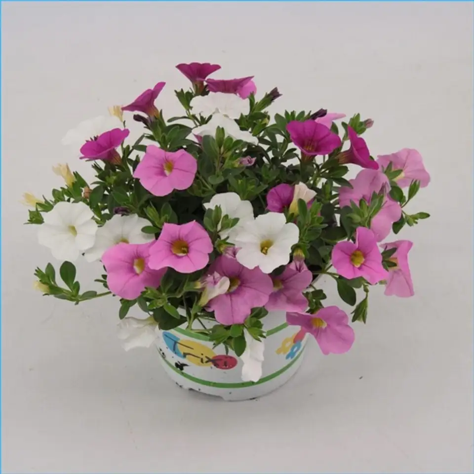 Калибрахоа D13 H15 - Calibrachoa Pink Paradise
